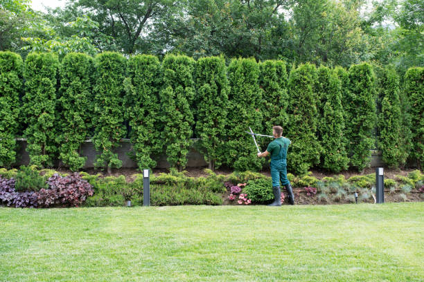 Best Lawn Grading and Leveling  in Kirkland, IL